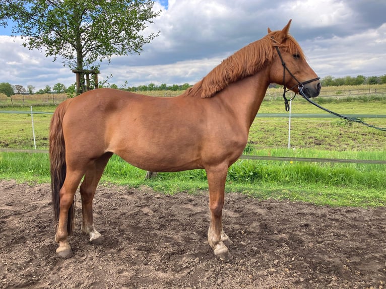 More ponies/small horses Mare 8 years 13.3 hh Chestnut-Red in Beelitz
