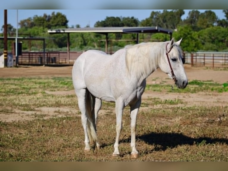 More ponies/small horses Mare 8 years 13 hh Grey in King City