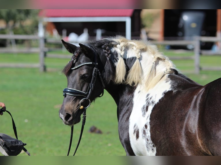 More ponies/small horses Mare 8 years 13,1 hh Pinto in Rechnitz