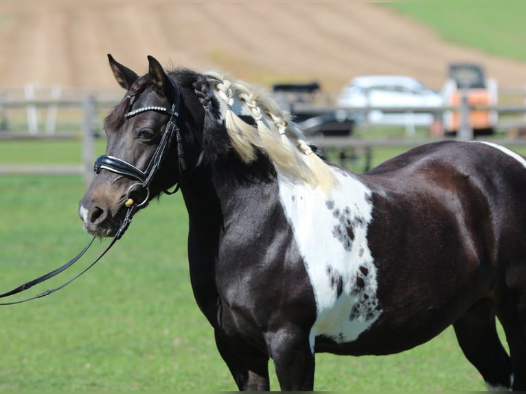 More ponies/small horses Mare 8 years 13,1 hh Pinto in Rechnitz
