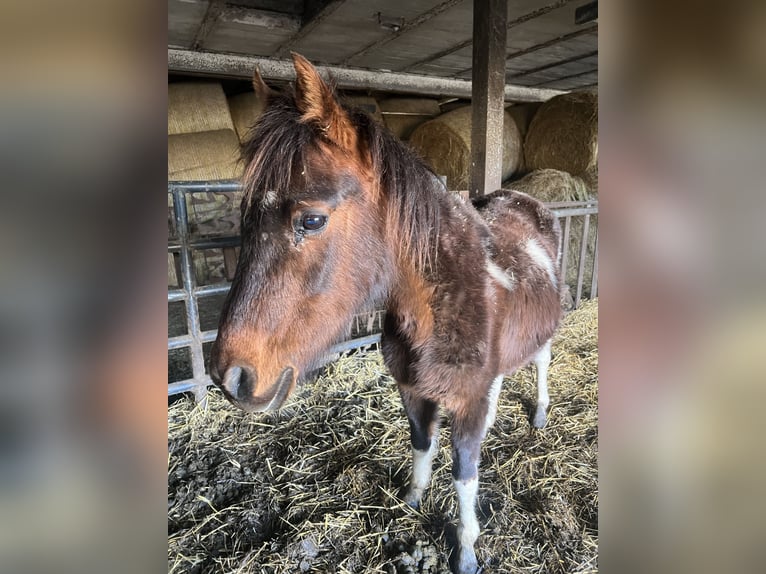 More ponies/small horses Mix Mare 8 years 13,1 hh Tobiano-all-colors in Kaltohmfeld
