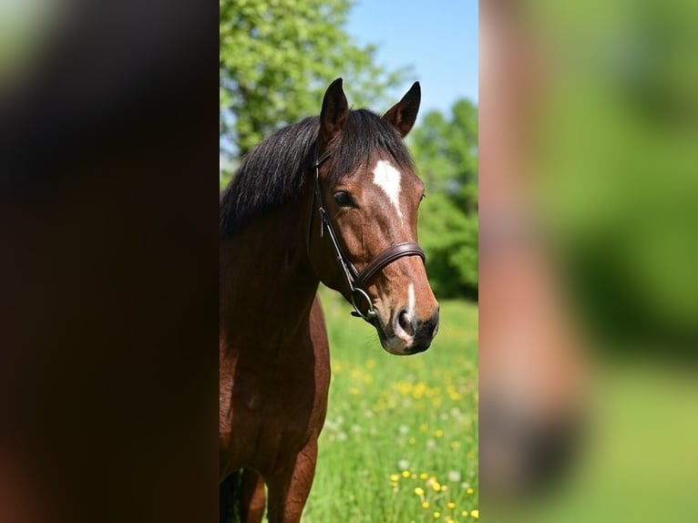 More ponies/small horses Mare 8 years 14.1 hh Brown in Békésszentandrás