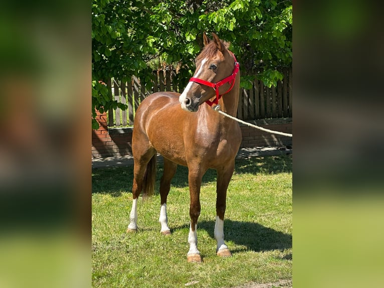 More ponies/small horses Mare 8 years 14.2 hh Chestnut in Békéscsaba