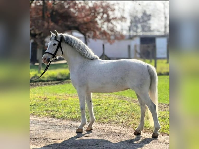More ponies/small horses Mare 8 years 14.2 hh Grey in Budapest