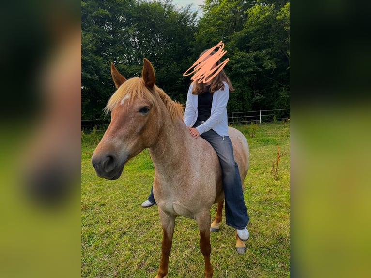 More ponies/small horses Mare 8 years 14.2 hh Roan-Red in Köln