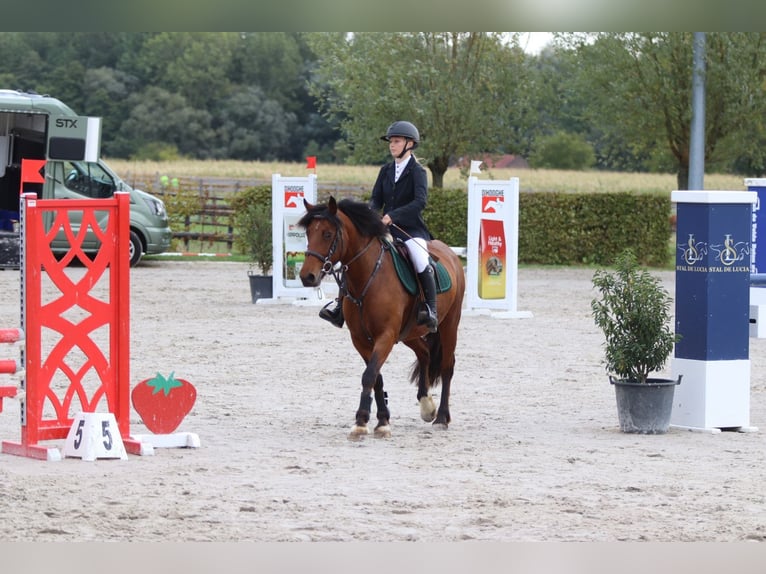 More ponies/small horses Mare 8 years 14 hh Brown in Bogaarden