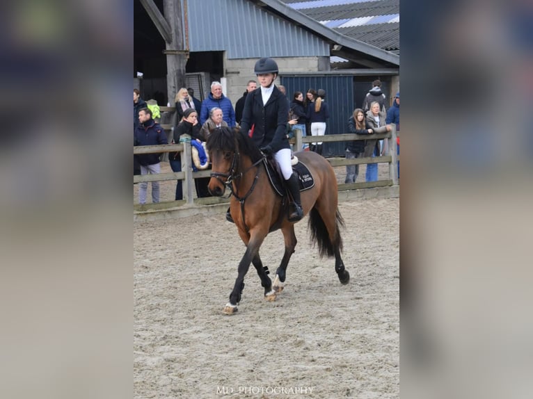 More ponies/small horses Mare 8 years 14 hh Brown in Bogaarden