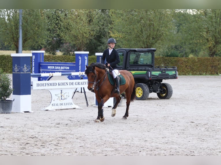 More ponies/small horses Mare 8 years 14 hh Brown in Bogaarden