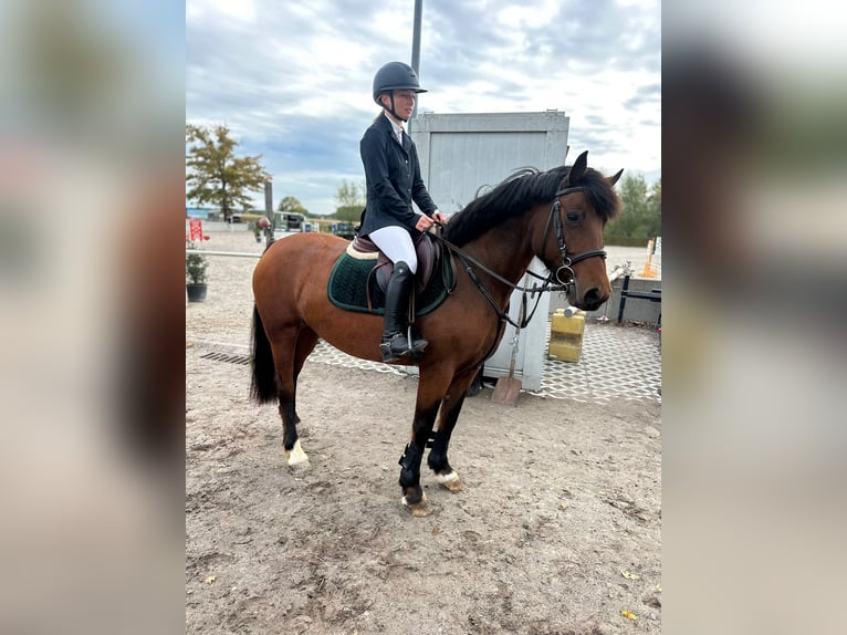 More ponies/small horses Mare 8 years 14 hh Brown in Bogaarden