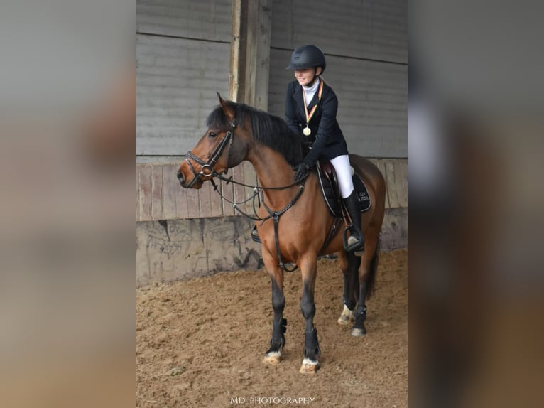 More ponies/small horses Mare 8 years 14 hh Brown in Bogaarden