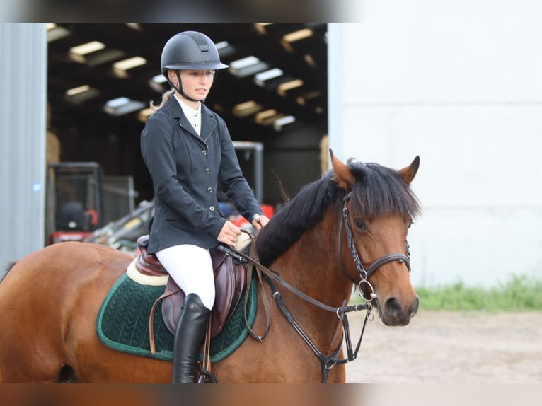 More ponies/small horses Mare 8 years 14 hh Brown in Bogaarden