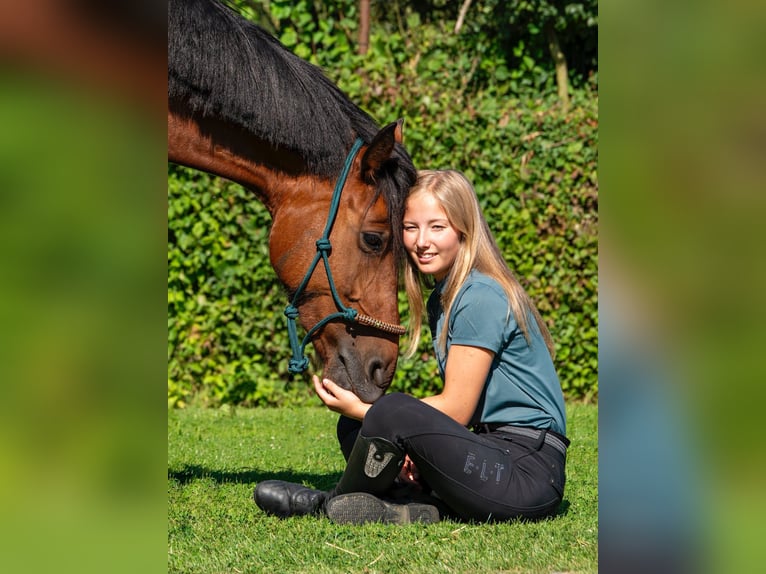 More ponies/small horses Mare 8 years 14 hh Brown in Bogaarden