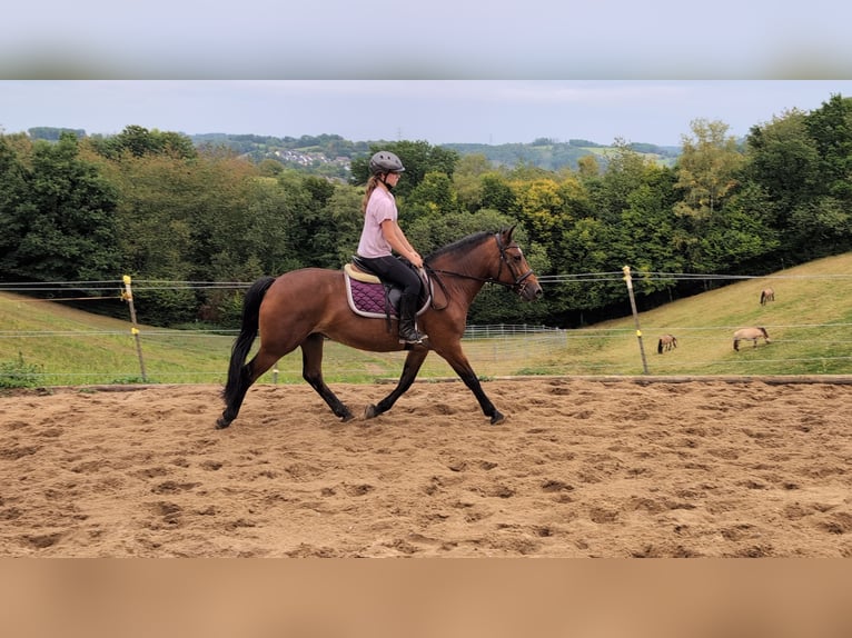 More ponies/small horses Mare 8 years 14,1 hh Brown in Morsbach