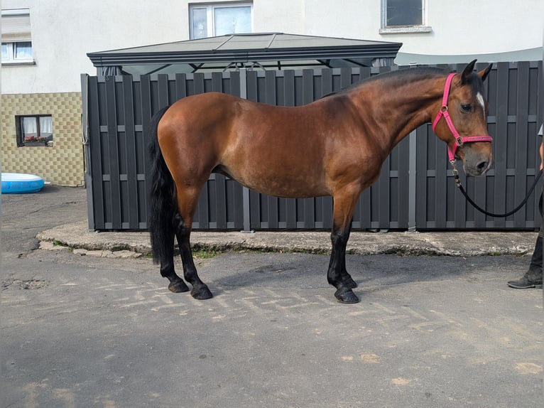 More ponies/small horses Mare 8 years 14,1 hh Brown in Morsbach