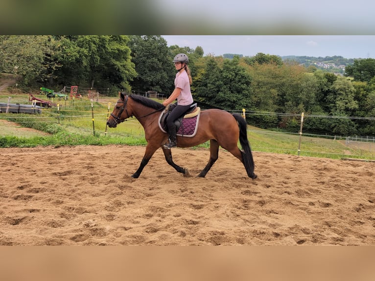 More ponies/small horses Mare 8 years 14,1 hh Brown in Morsbach