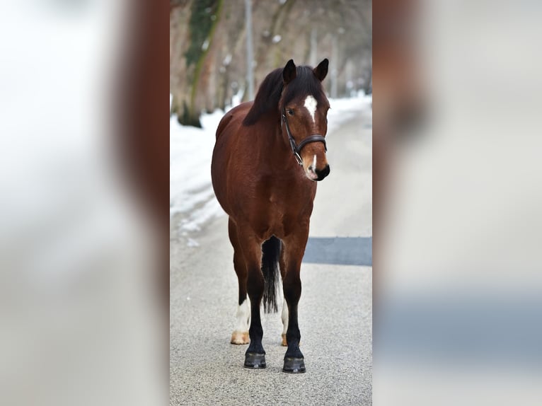 More ponies/small horses Mare 8 years 14,1 hh Brown in Békésszentandrás
