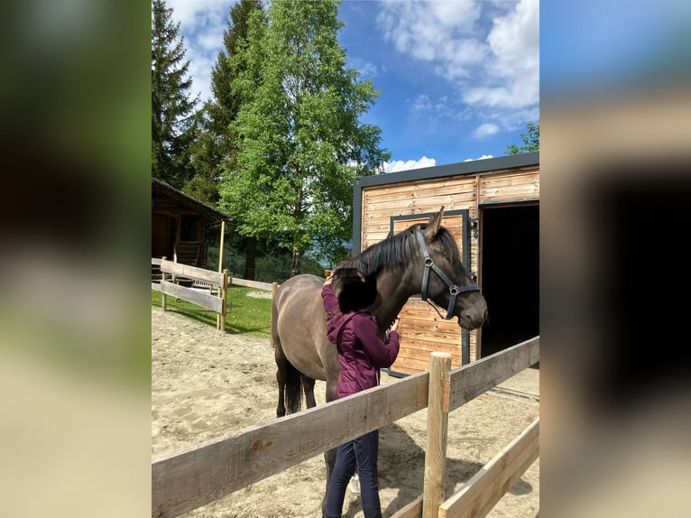 More ponies/small horses Mare 8 years 14,1 hh Dun in St. Gallenkirch