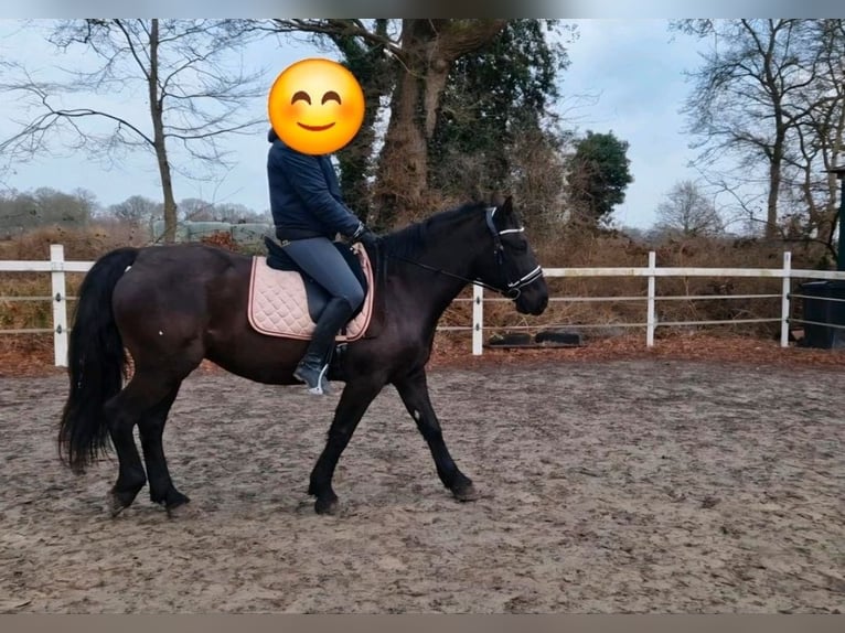 More ponies/small horses Mare 8 years 14,2 hh Black in Uplengen