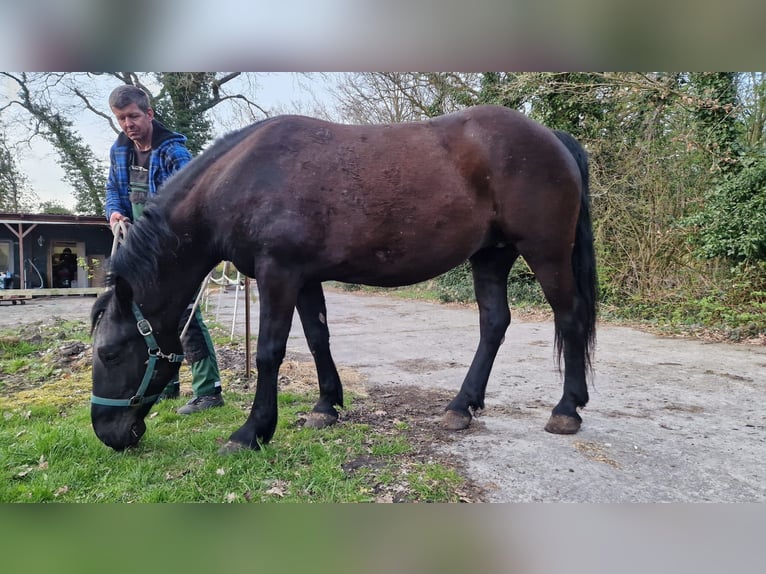 More ponies/small horses Mare 8 years 14,2 hh Black in Uplengen