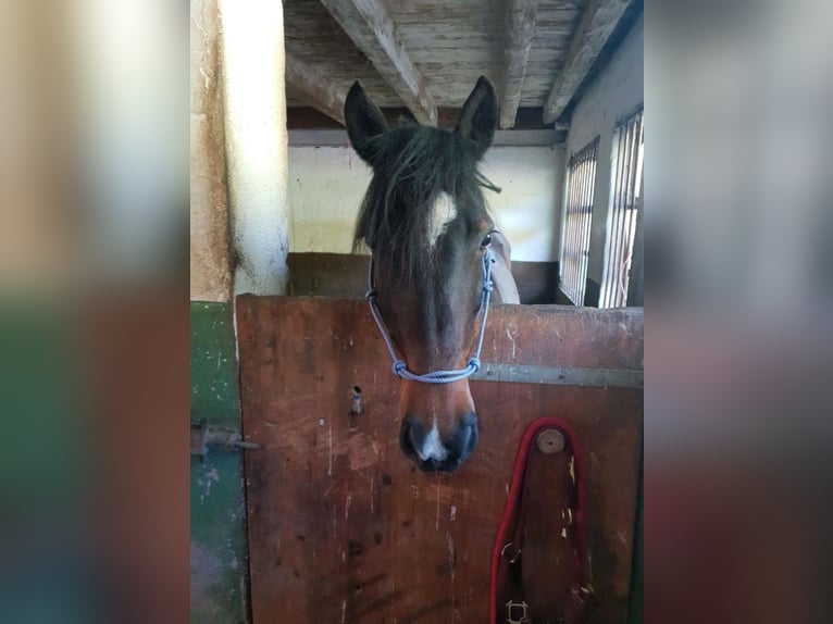 More ponies/small horses Mare 8 years 14,2 hh Chestnut in Wangen im Allg&#xE4;u