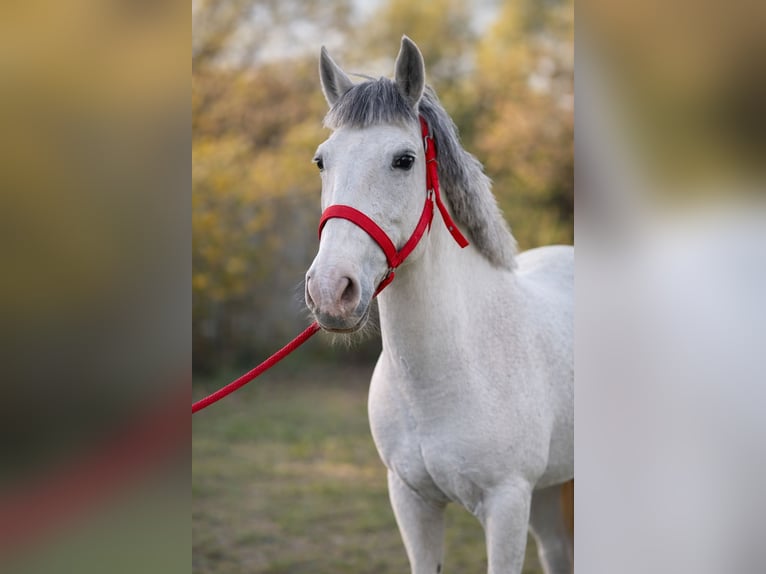 More ponies/small horses Mare 8 years 14,2 hh Grey in Békéscsaba