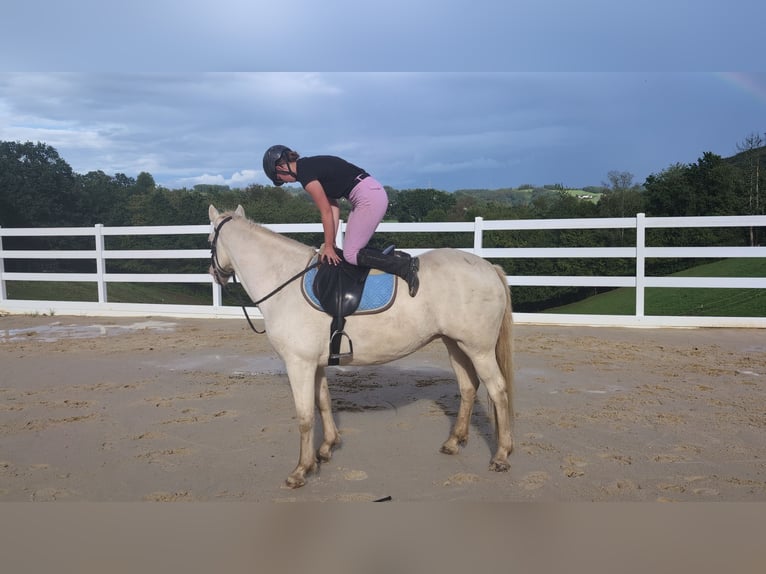 More ponies/small horses Mare 8 years 15.1 hh Cremello in Morsbach
