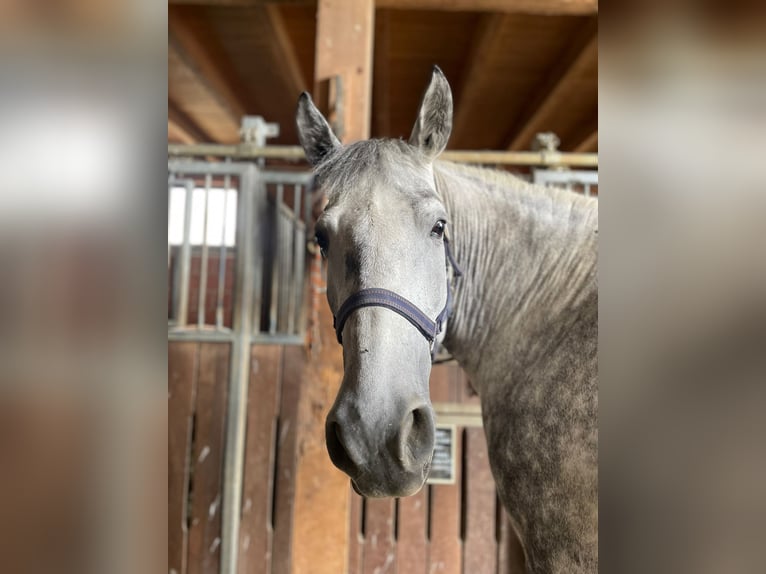 More ponies/small horses Mare 8 years 15.1 hh Grey in Frielendorf