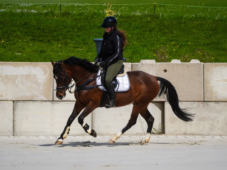 More ponies/small horses Mare 8 years 15 hh Brown in Nettersheim