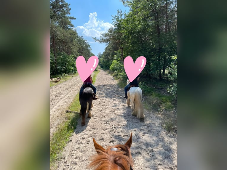 More ponies/small horses Mix Mare 8 years 15 hh Sabino in Wippingen