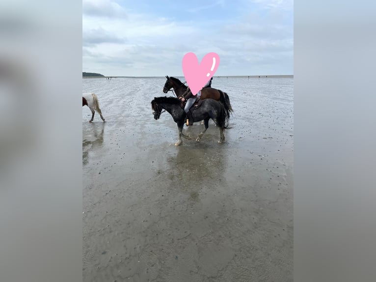 More ponies/small horses Mix Mare 8 years 15 hh Sabino in Wippingen
