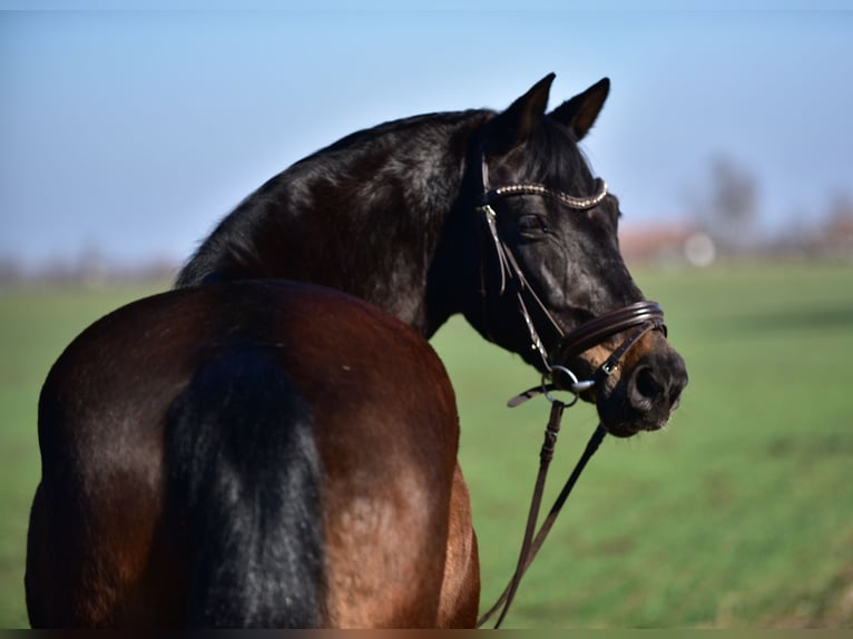 More ponies/small horses Mare 8 years 15,1 hh Brown in Budapest