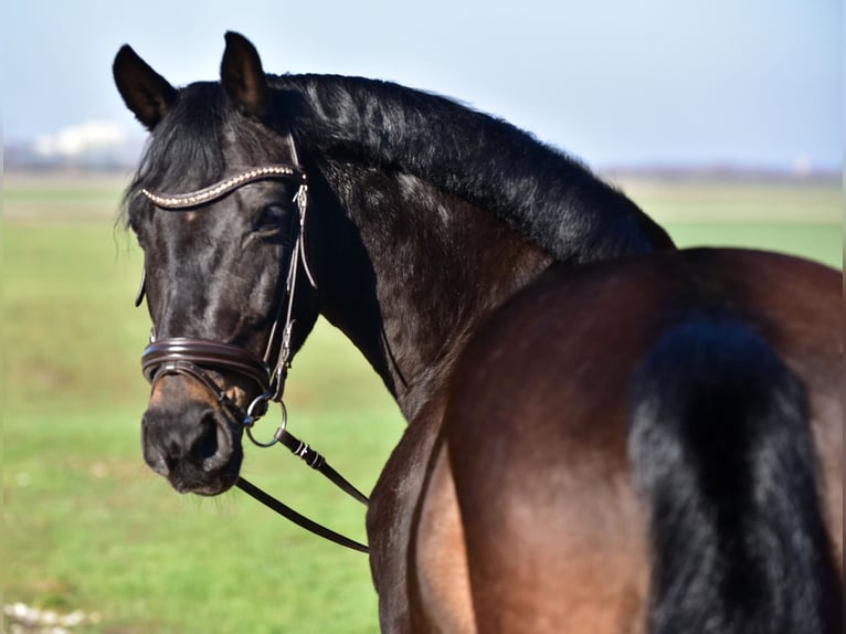 More ponies/small horses Mare 8 years 15,1 hh Brown in Budapest