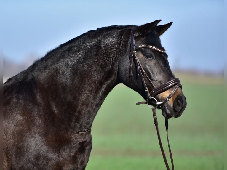 More ponies/small horses Mare 8 years 15,1 hh Brown in Budapest