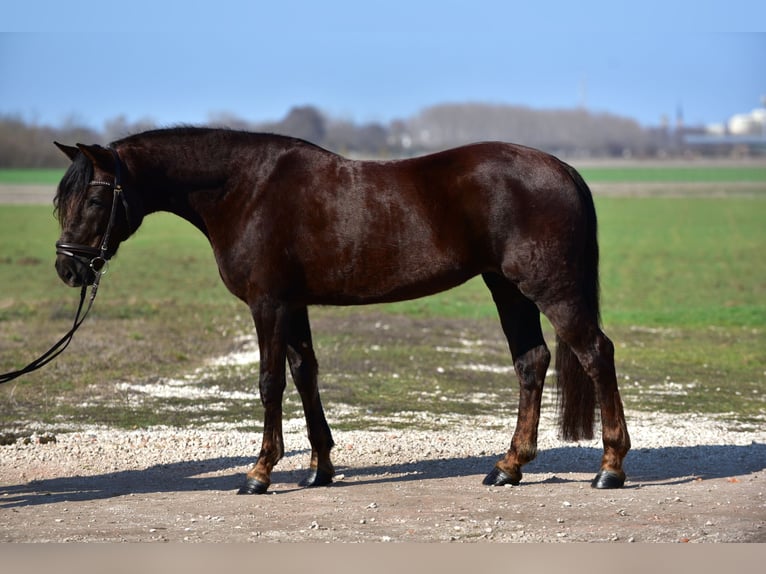 More ponies/small horses Mare 8 years 15,1 hh Chestnut-Red in Budapest