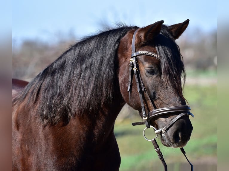 More ponies/small horses Mare 8 years 15,1 hh Chestnut-Red in Budapest