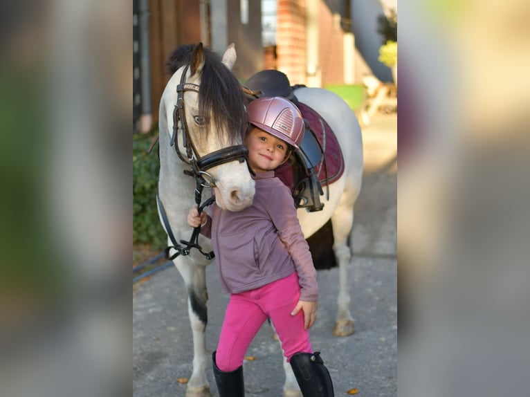 More ponies/small horses Mare 9 years 11,1 hh Red Dun in Geilenkirchen