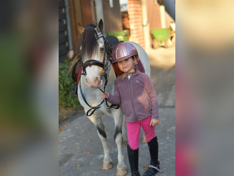 More ponies/small horses Mare 9 years 11,1 hh Red Dun in Geilenkirchen