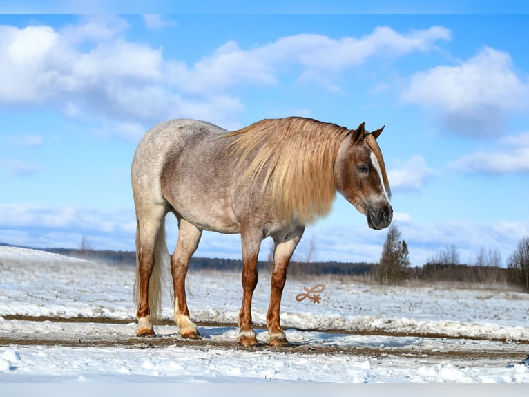 More ponies/small horses Mare 9 years 11,1 hh Roan-Red in Canistota