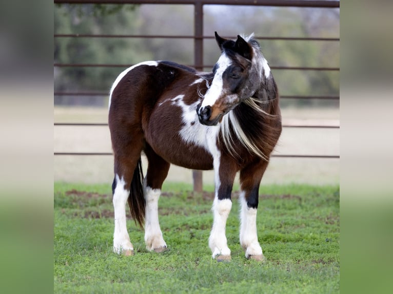 More ponies/small horses Mare 9 years 11,2 hh Roan-Bay in Guthrie