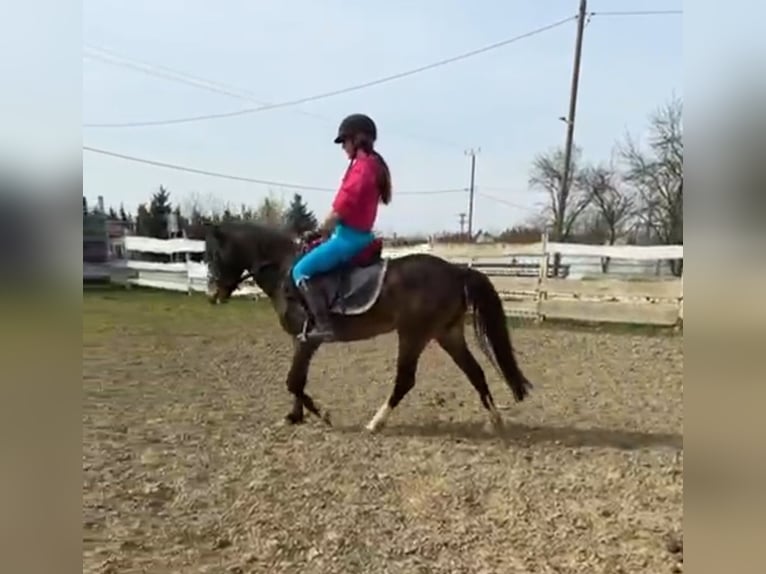 More ponies/small horses Mare 9 years 12.2 hh Bay-Dark in Rechnitz