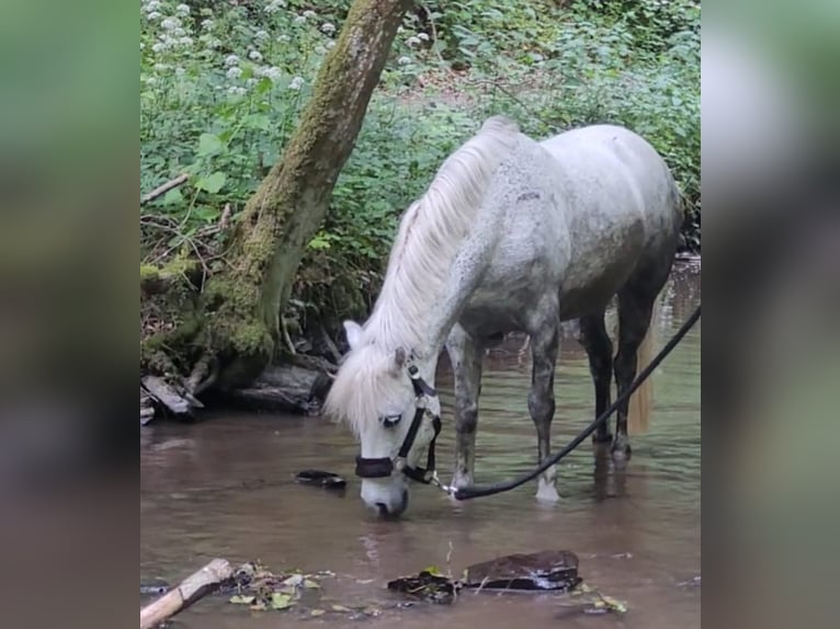 More ponies/small horses Mix Mare 9 years 12 hh Gray-Dapple in Ney
