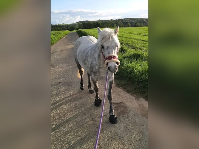 More ponies/small horses Mix Mare 9 years 12 hh Gray-Dapple in Ney