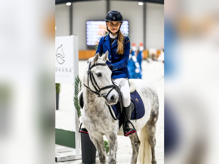 More ponies/small horses Mare 9 years 12,1 hh Gray-Dapple in Czempiń