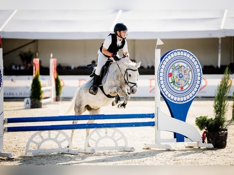 More ponies/small horses Mare 9 years 12,1 hh Gray-Dapple in Czempiń