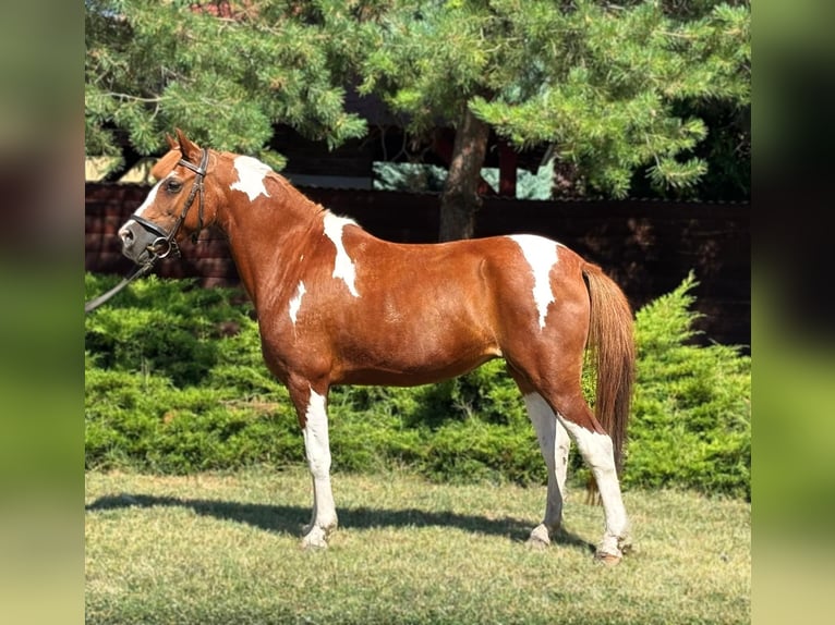 More ponies/small horses Mare 9 years 12,2 hh Pinto in Békés More ponies/small horses Mare 9 years 12,2 hh Pinto in Békés