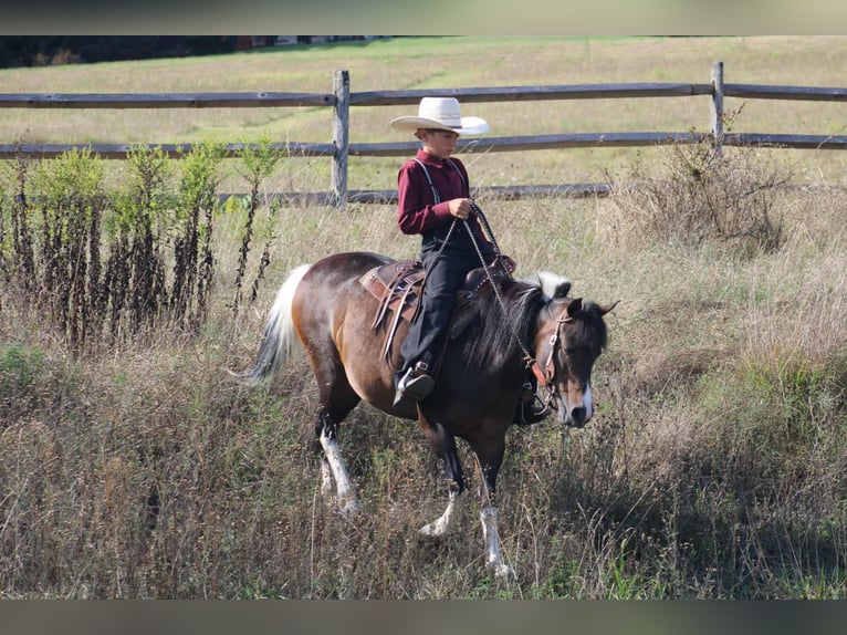 More ponies/small horses Mare 9 years 12,2 hh Pinto in Rebersburg