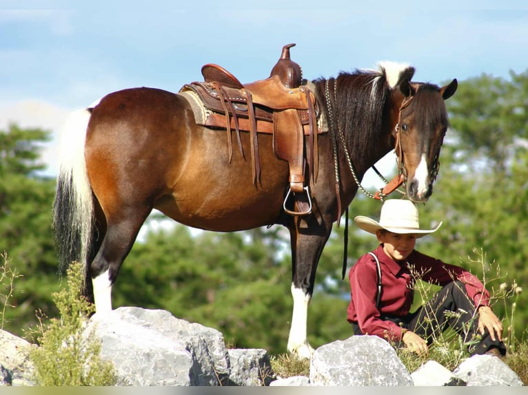 More ponies/small horses Mare 9 years 12,2 hh Pinto in Rebersburg