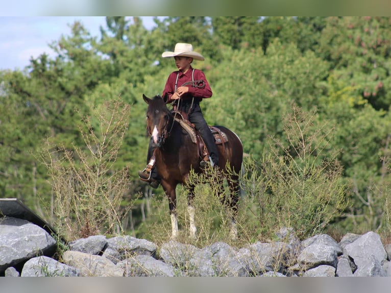 More ponies/small horses Mare 9 years 12,2 hh Pinto in Rebersburg