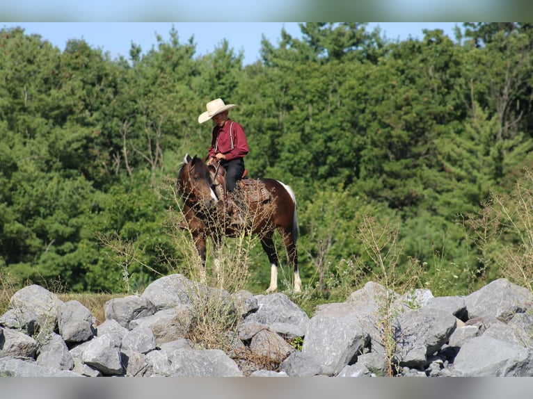 More ponies/small horses Mare 9 years 12,2 hh Pinto in Rebersburg
