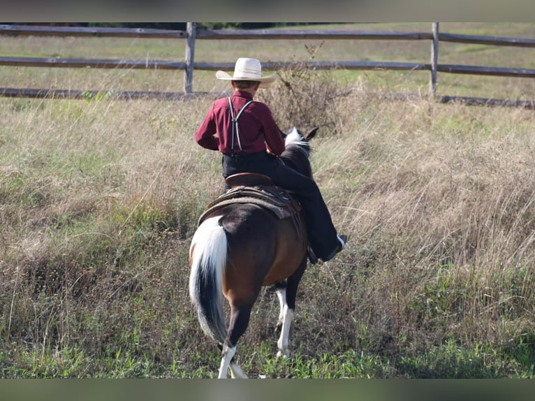 More ponies/small horses Mare 9 years 12,2 hh Pinto in Rebersburg